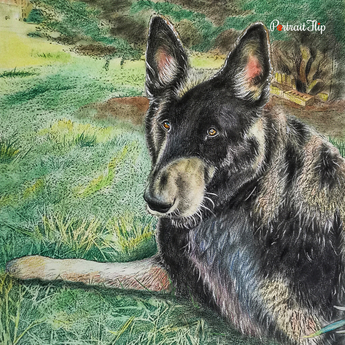 German Shepherd colored pencil pet portrait drawn in a grassy field